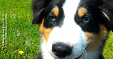 bébé Casper quatre mois Casper berger australien noir tricolore aux yeux bleus 4 mois