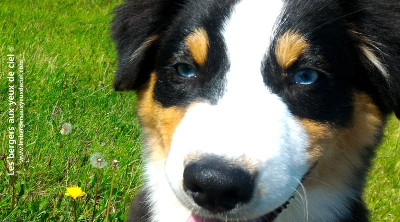 Casper berger australien noir tricolore aux yeux bleus 4 mois