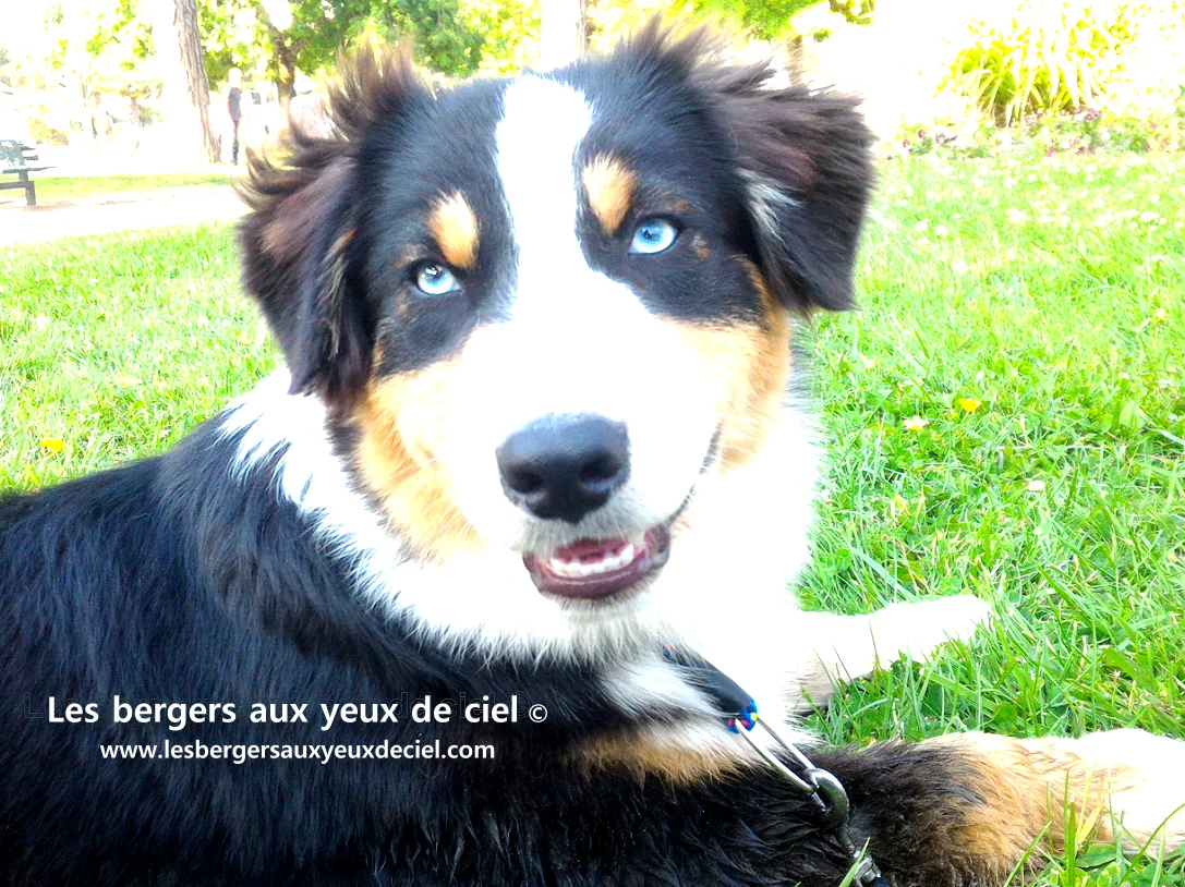 Casper berger australien tricolore aux yeux bleus