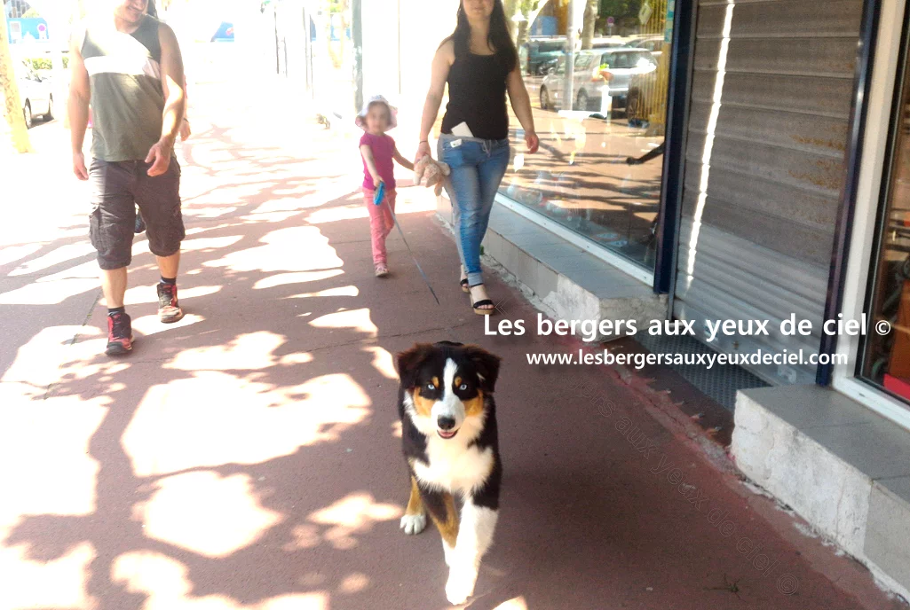 Casper berger australien tricolore aux yeux bleus