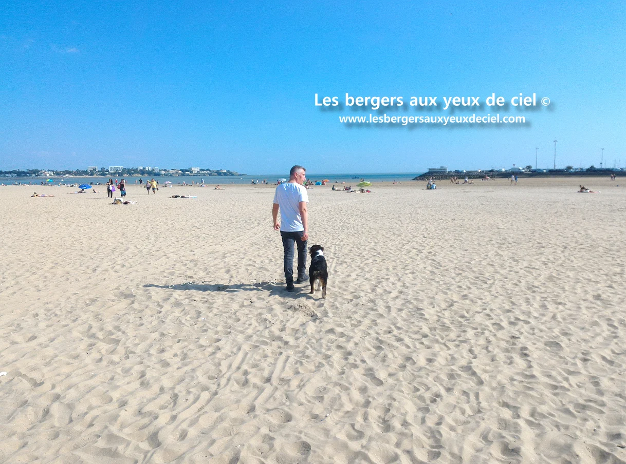 Casper chiot berger australien tricolore aux yeux bleus