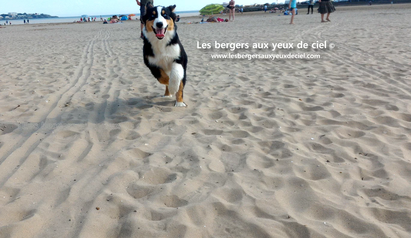 Casper berger australien tricolore aux yeux bleus