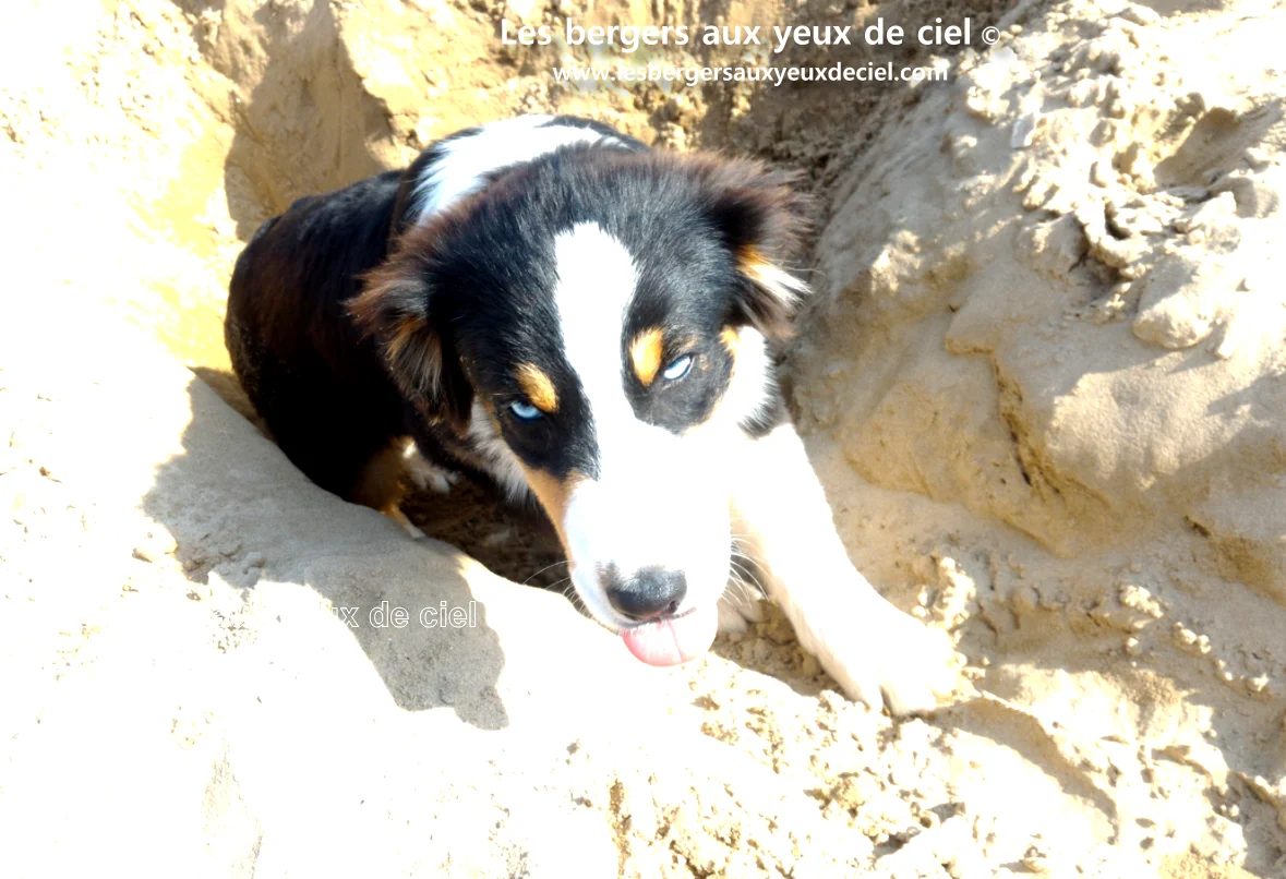 Casper berger australien tricolore aux yeux bleus