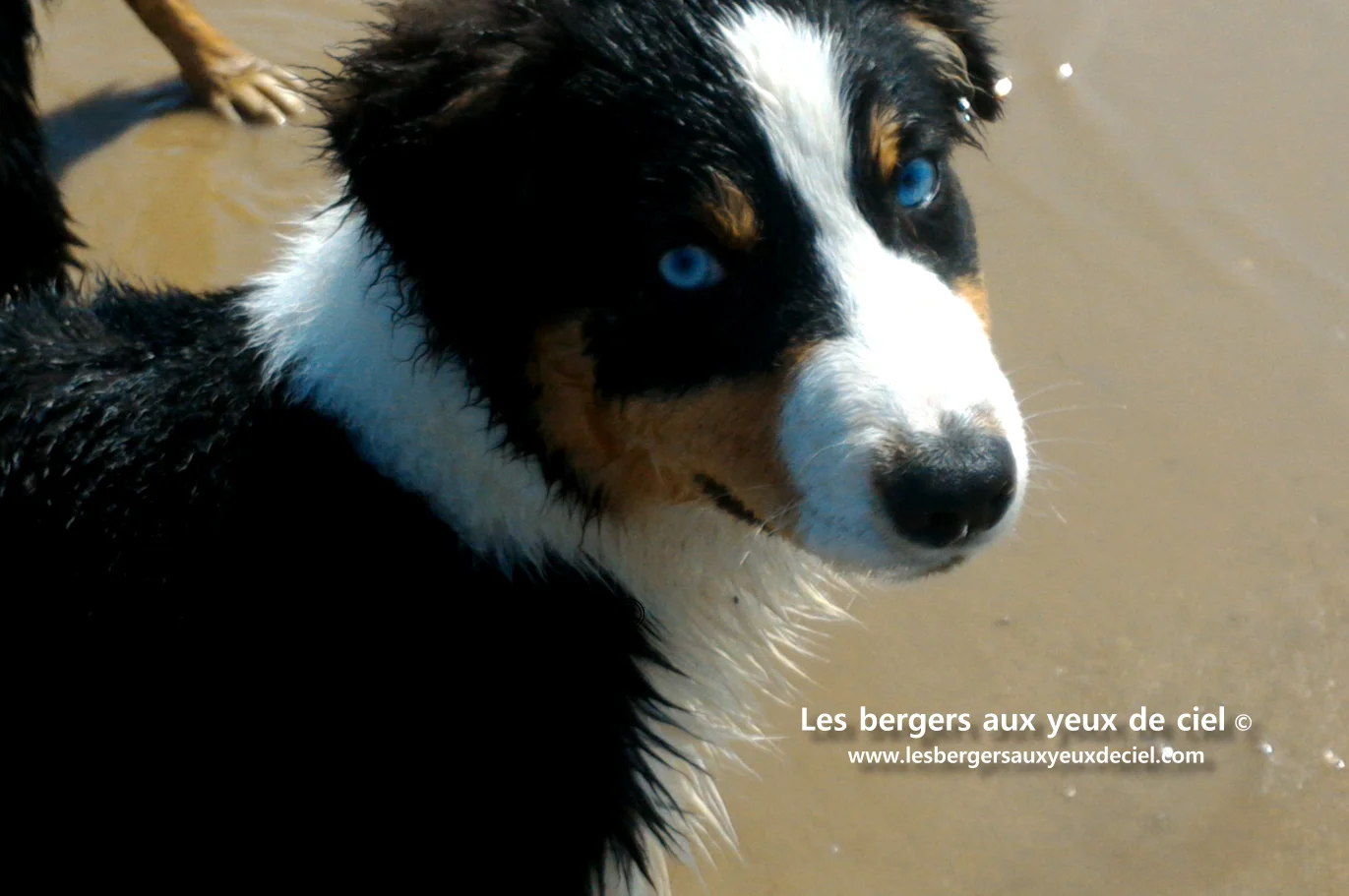Deux bergers australiens noirs tricolores aux yeux bleus, à la mer