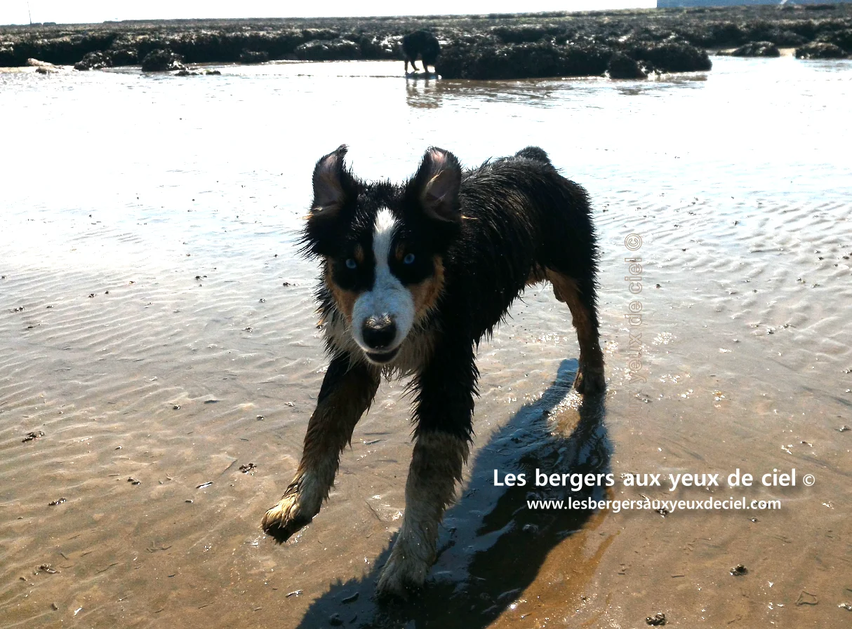 Deux bergers australiens noirs tricolores aux yeux bleus, à la mer