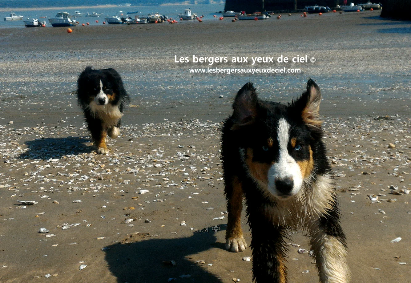 Deux bergers australiens noirs tricolores aux yeux bleus, à la mer