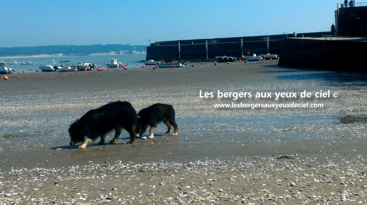 Deux bergers australiens noirs tricolores aux yeux bleus, à la mer