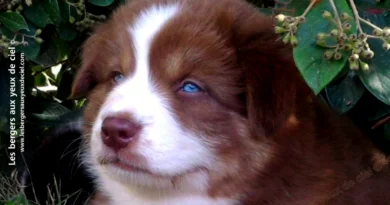 berger australien socialisation chiot berger australien rouge tricolore aux yeux bleus prix ?