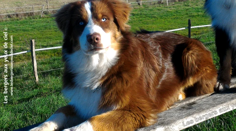 Bergers australiens tricolores aux yeux bleus