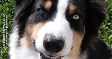 New Casper confirmé Casper berger australien noir tricolore aux yeux bleus confirmé