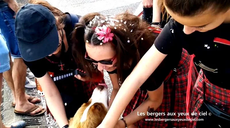 La cavalcade de La Rochelle avec un berger australien rouge tricolore aux yeux bleus un peu perturbateur