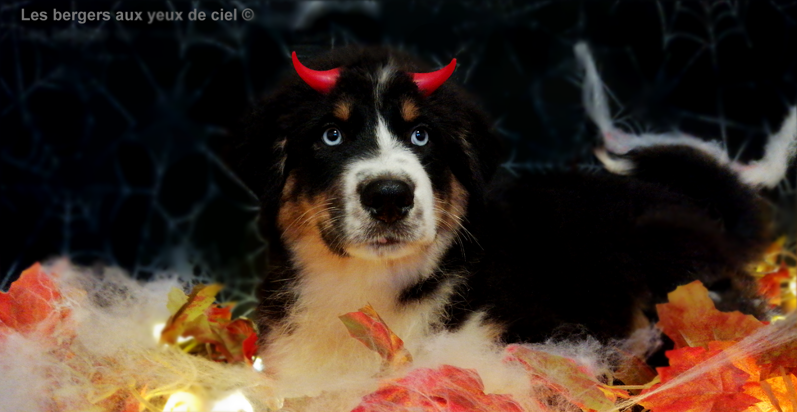 Les bergers aux yeux de ciel, élevage de bergers australiens, vous souhaite de bonne fête Halloween