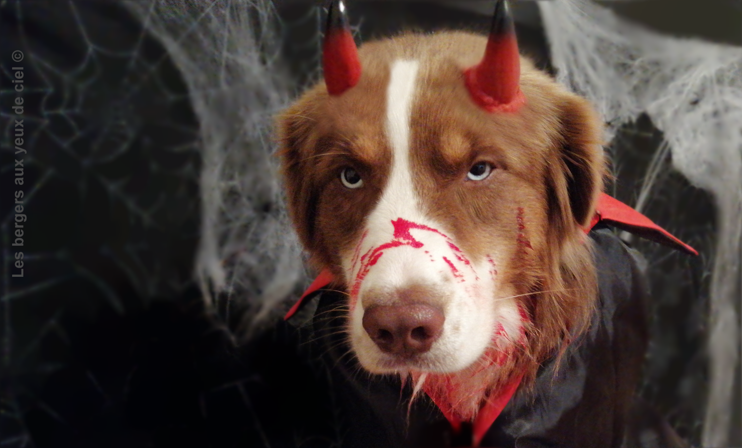 Les bergers aux yeux de ciel, élevage de bergers australiens, vous souhaite de bonne fête Halloween