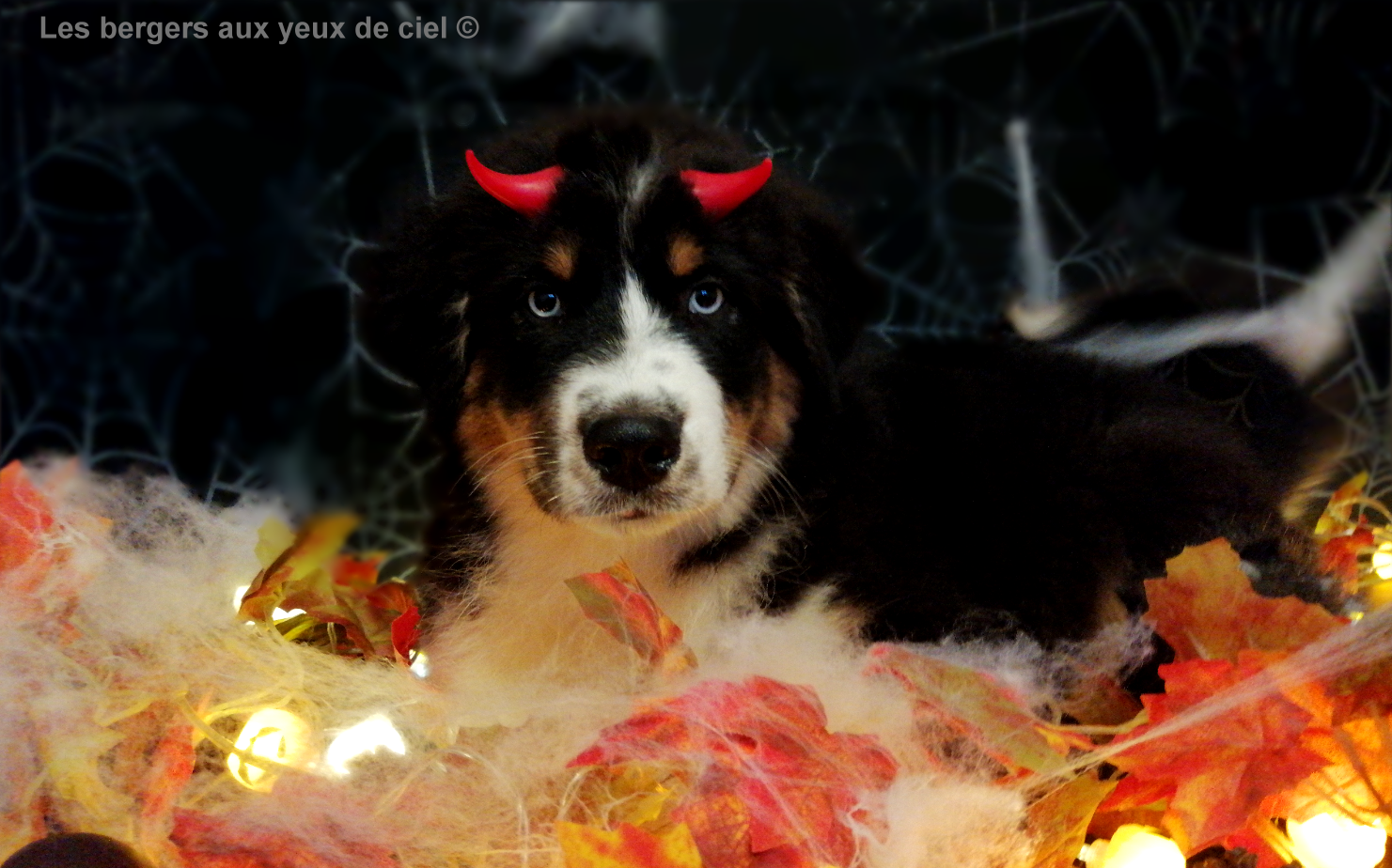 Les bergers aux yeux de ciel, élevage de bergers australiens, vous souhaite de bonne fête Halloween