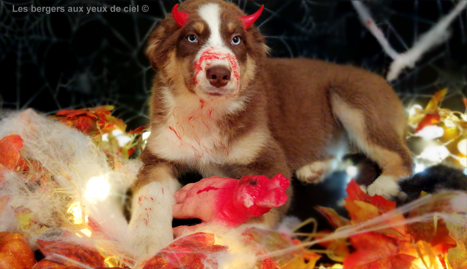 Les bergers aux yeux de ciel, élevage de bergers australiens, vous souhaite de bonne fête Halloween