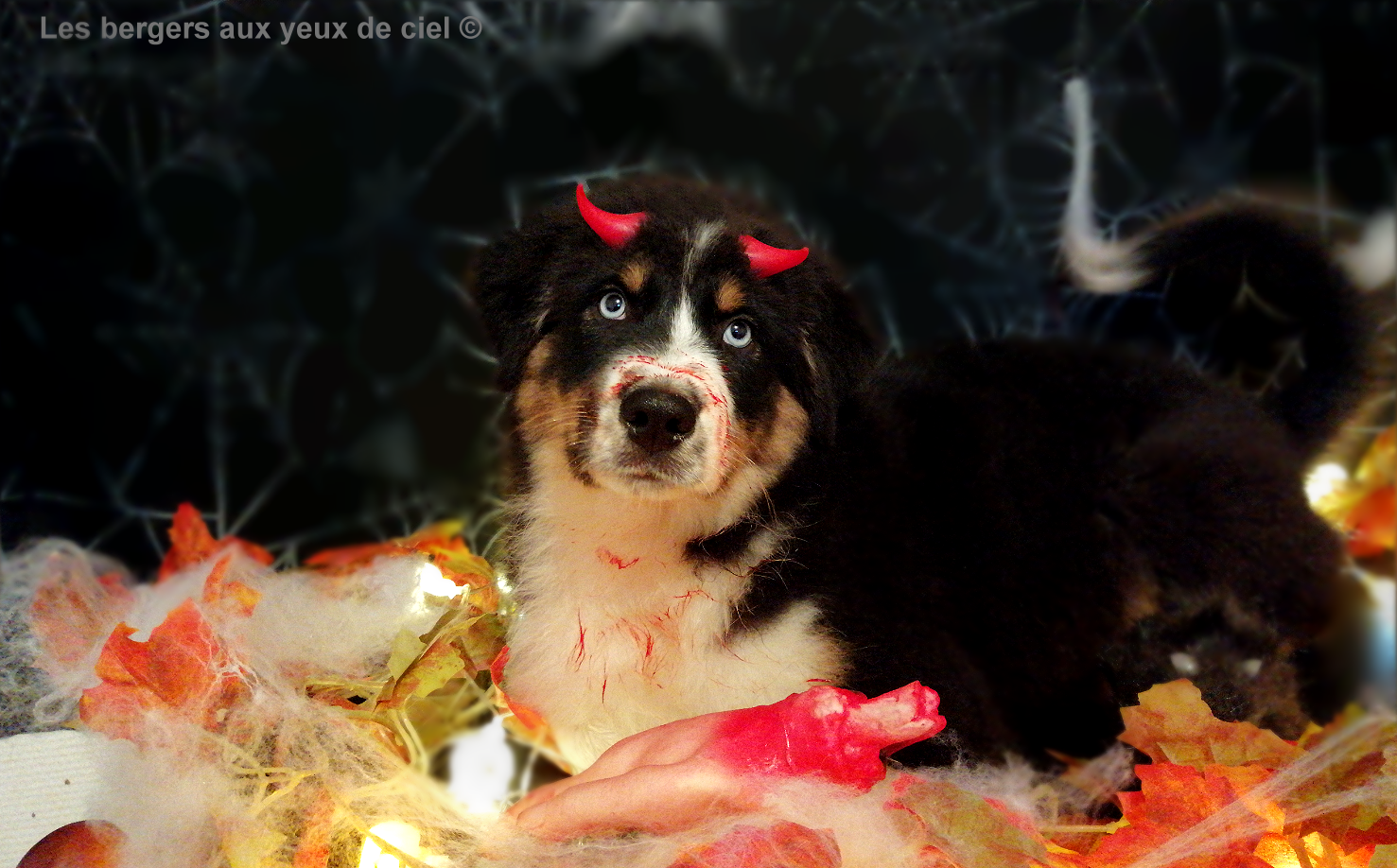 Les bergers aux yeux de ciel, élevage de bergers australiens, vous souhaite de bonne fête Halloween
