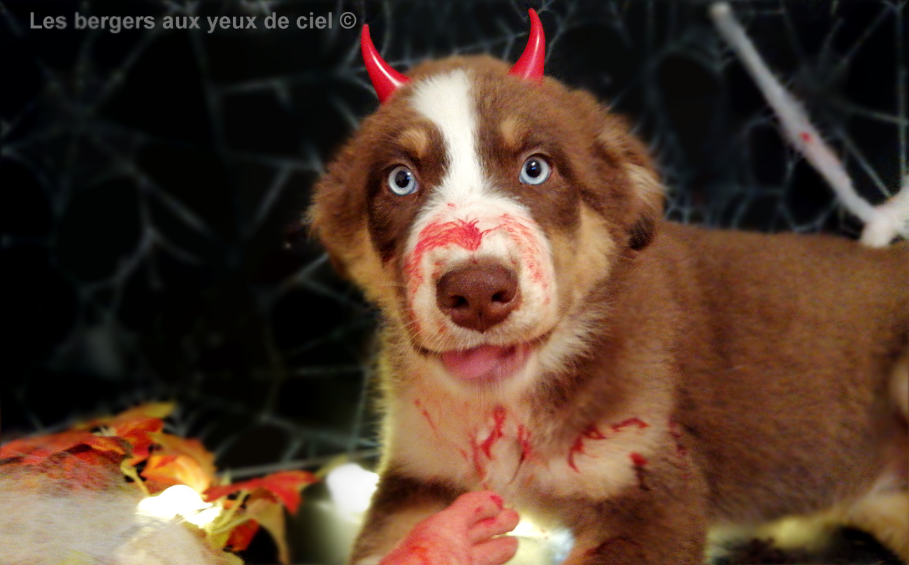 Les bergers aux yeux de ciel, élevage de bergers australiens, vous souhaite de bonne fête Halloween