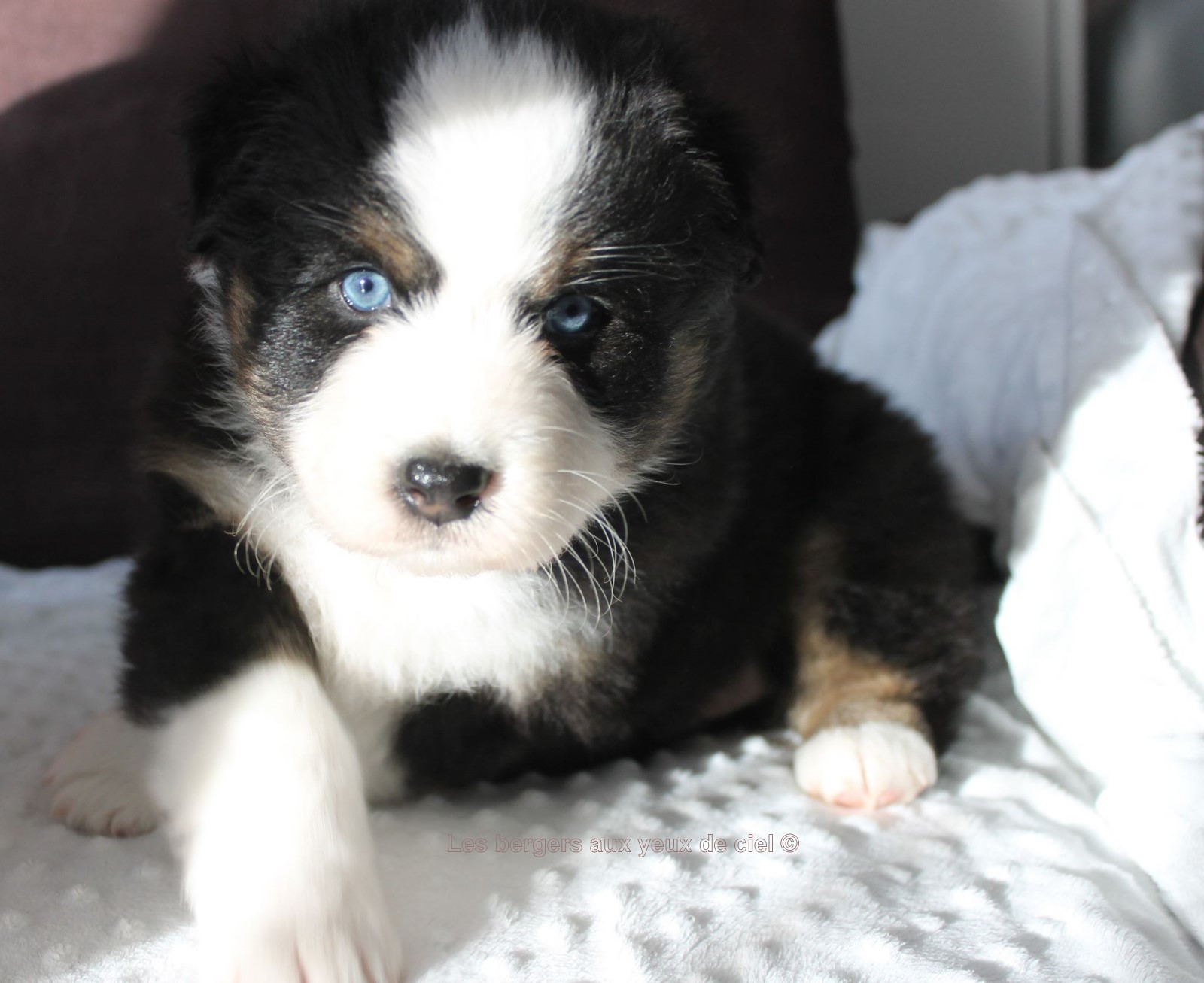 Femelle chiot berger australien noir tricolore aux yeux bleus