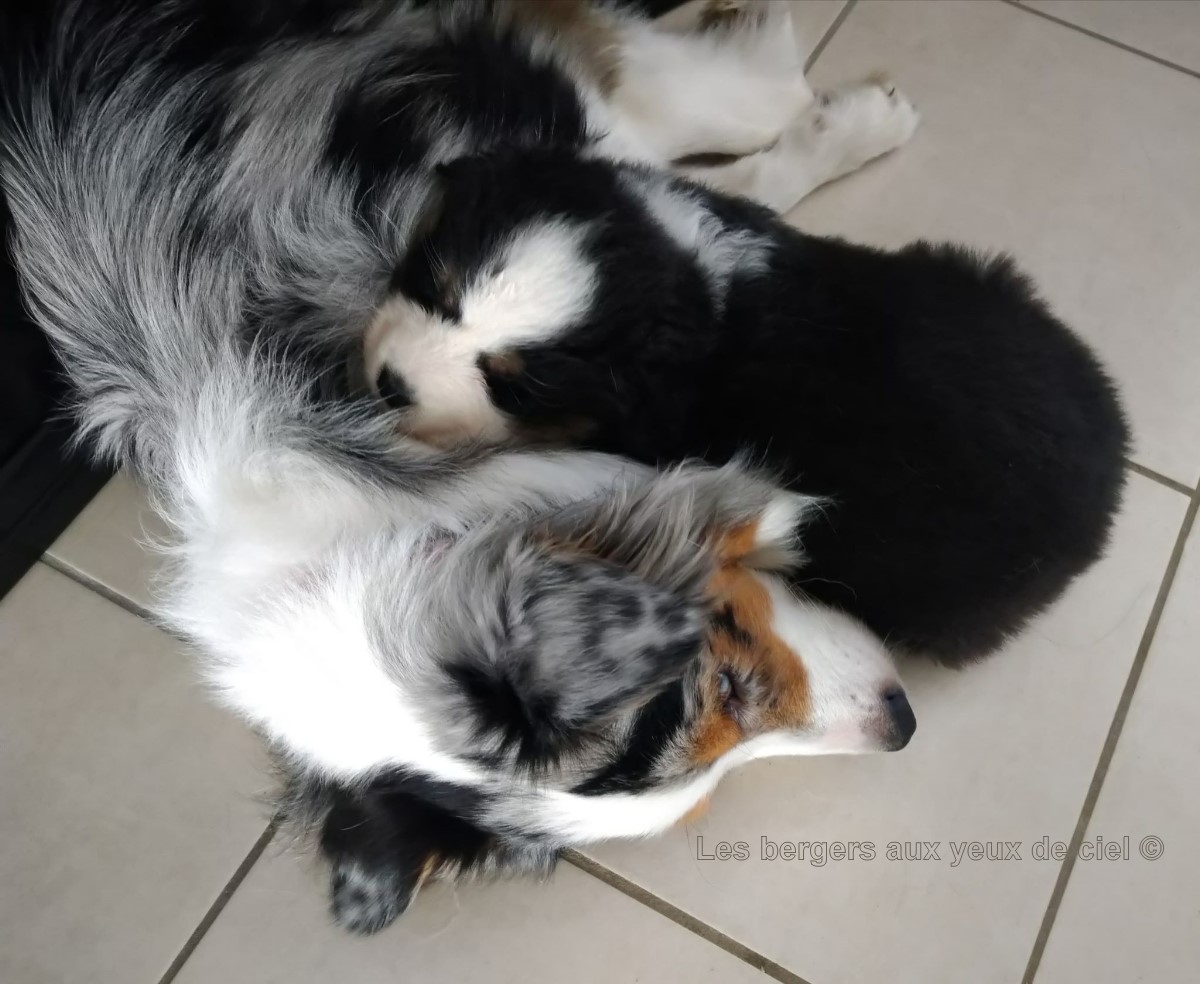 Femelle chiot berger australien noir tricolore aux yeux bleus