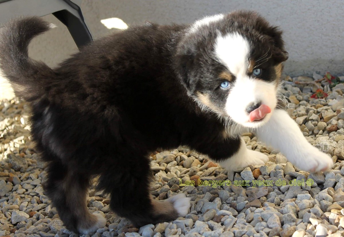Femelle chiot berger australien noir tricolore aux yeux bleus