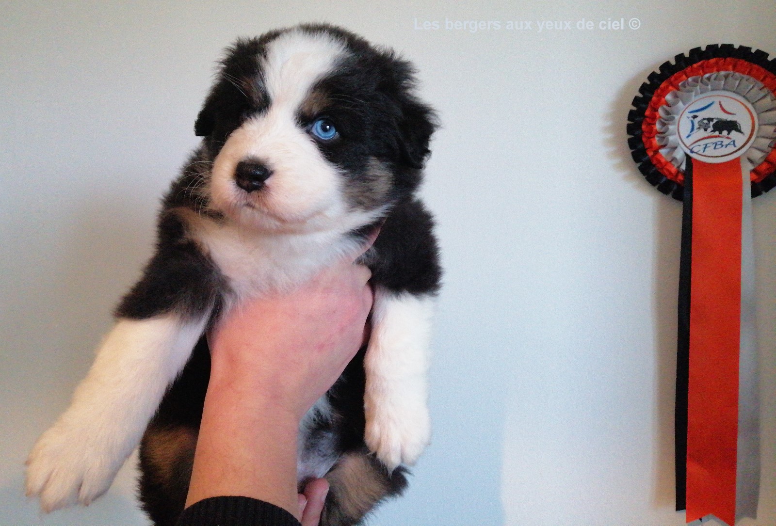 Femelle chiot berger australien noir tricolore aux yeux bleus
