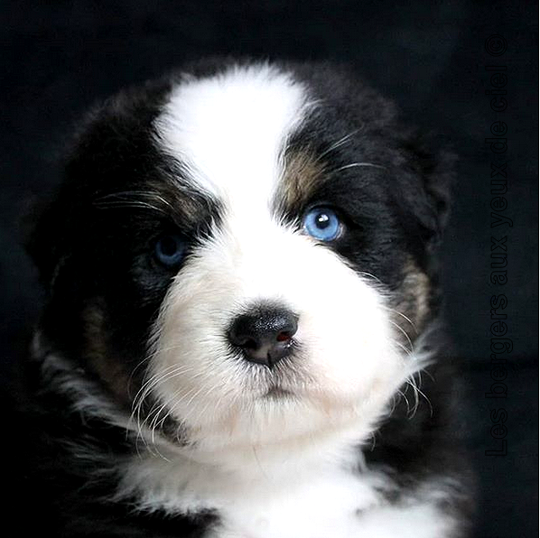 Femelle chiot berger australien noir tricolore aux yeux bleus