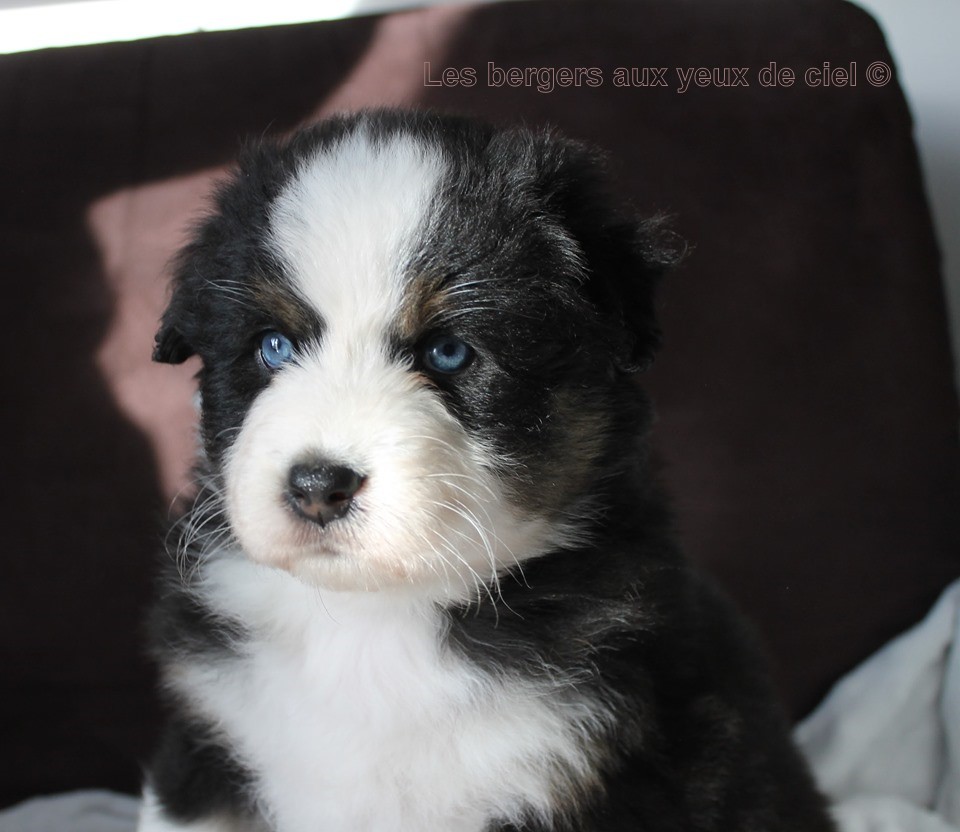 Femelle chiot berger australien noir tricolore aux yeux bleus