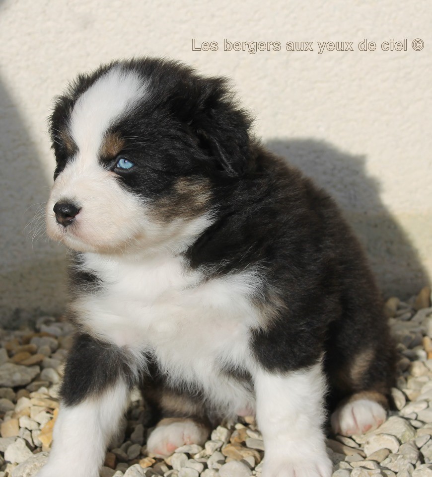 Femelle chiot berger australien noir tricolore aux yeux bleus