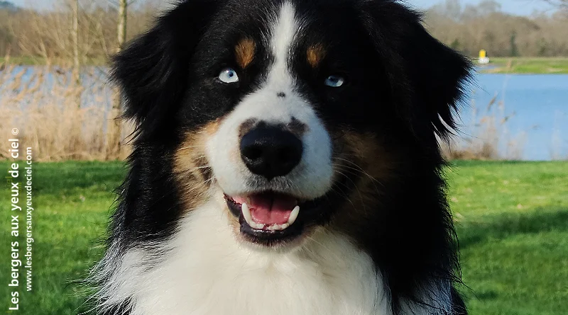 Berger australien tricolore aux yeux bleus des bergers aux yeux de ciel
