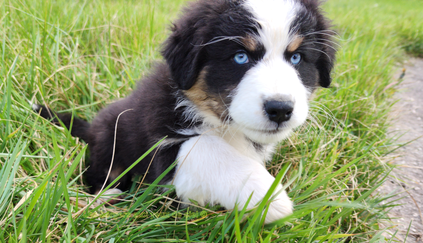 Femelle chiot berger australien noir tricolore aux yeux bleus