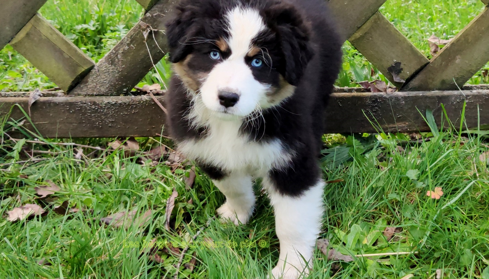 Femelle chiot berger australien noir tricolore aux yeux bleus