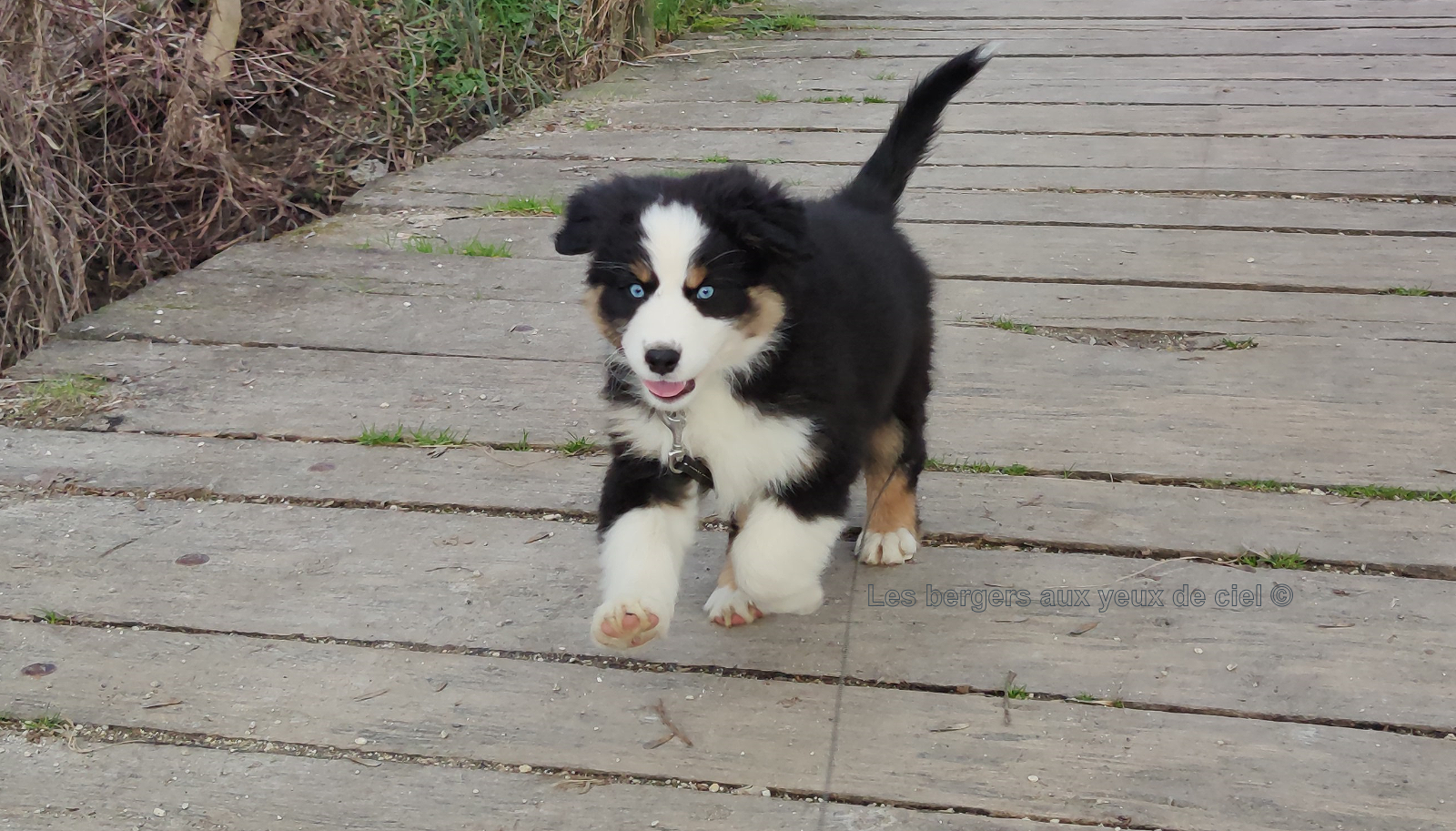 Femelle chiot berger australien noir tricolore aux yeux bleus