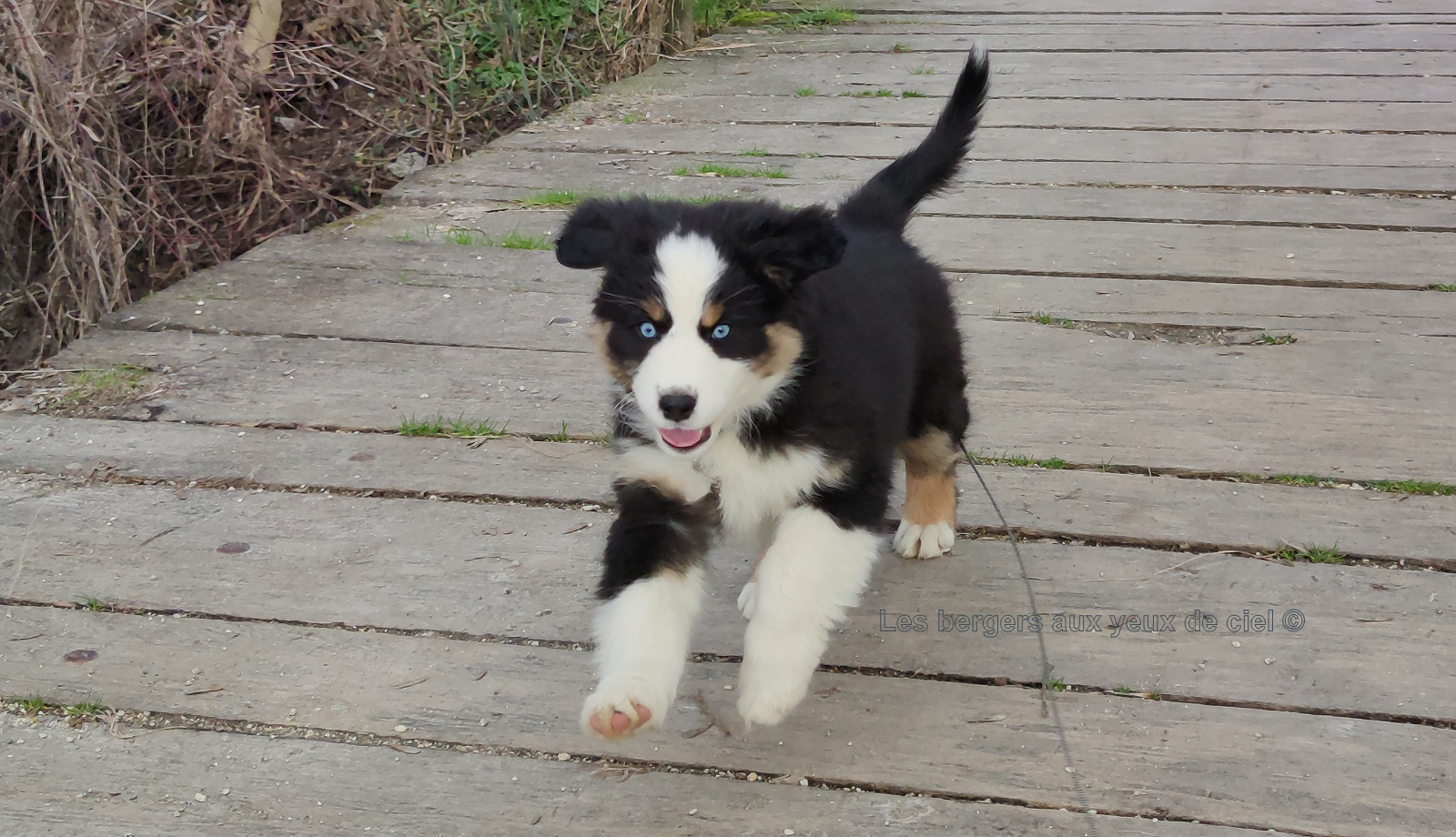 Femelle chiot berger australien noir tricolore aux yeux bleus