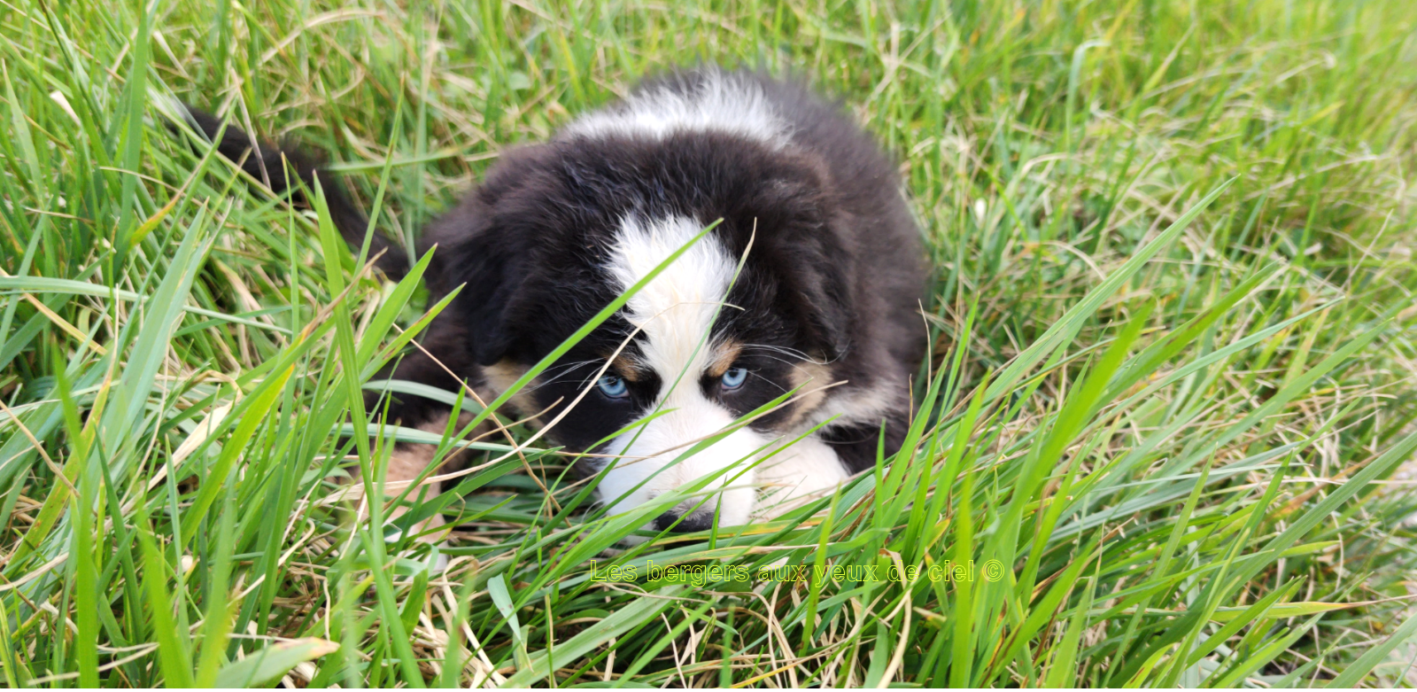 Femelle chiot berger australien noir tricolore aux yeux bleus