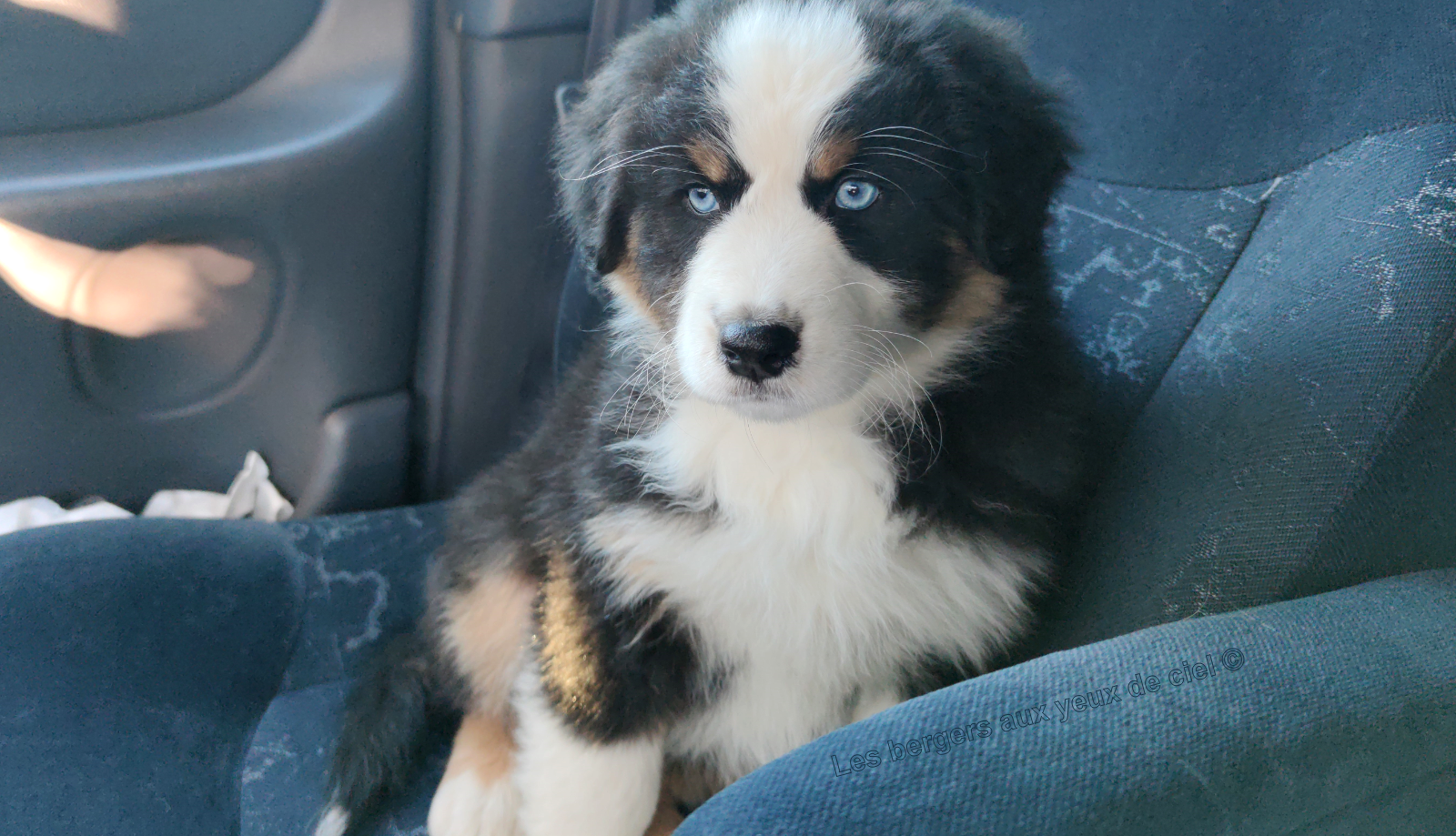 Femelle chiot berger australien noir tricolore aux yeux bleus