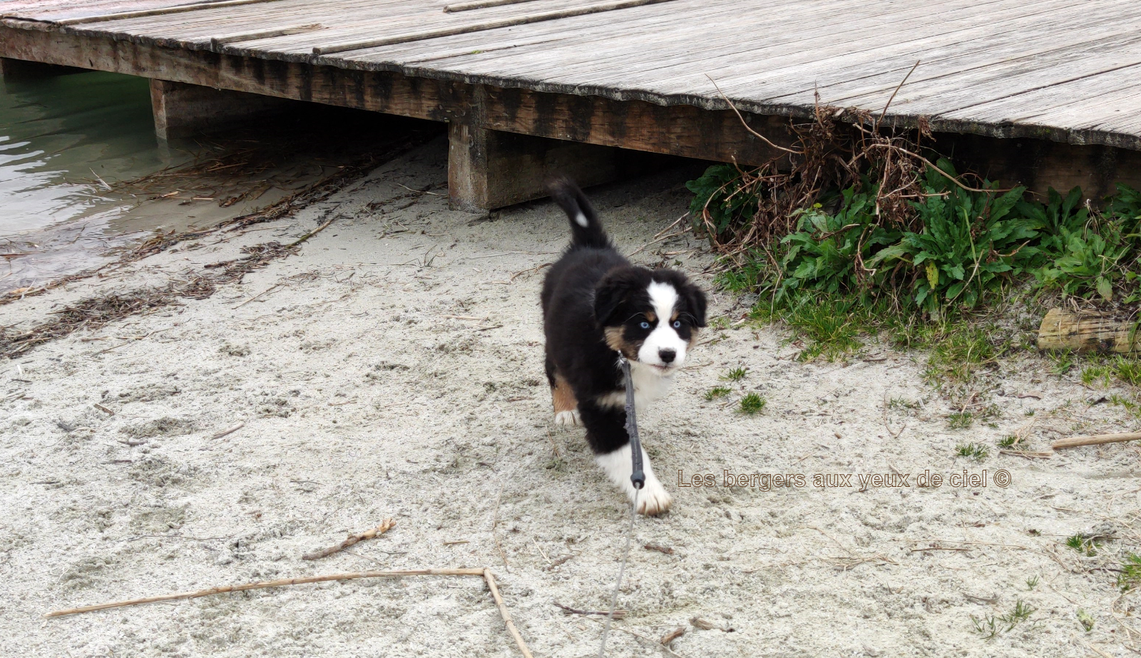 Femelle chiot berger australien noir tricolore aux yeux bleus