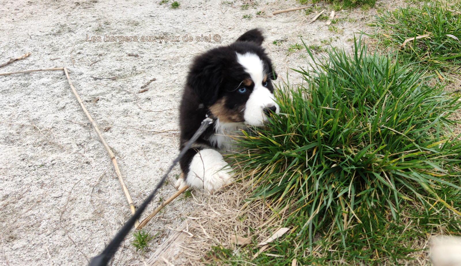 Femelle chiot berger australien noir tricolore aux yeux bleus