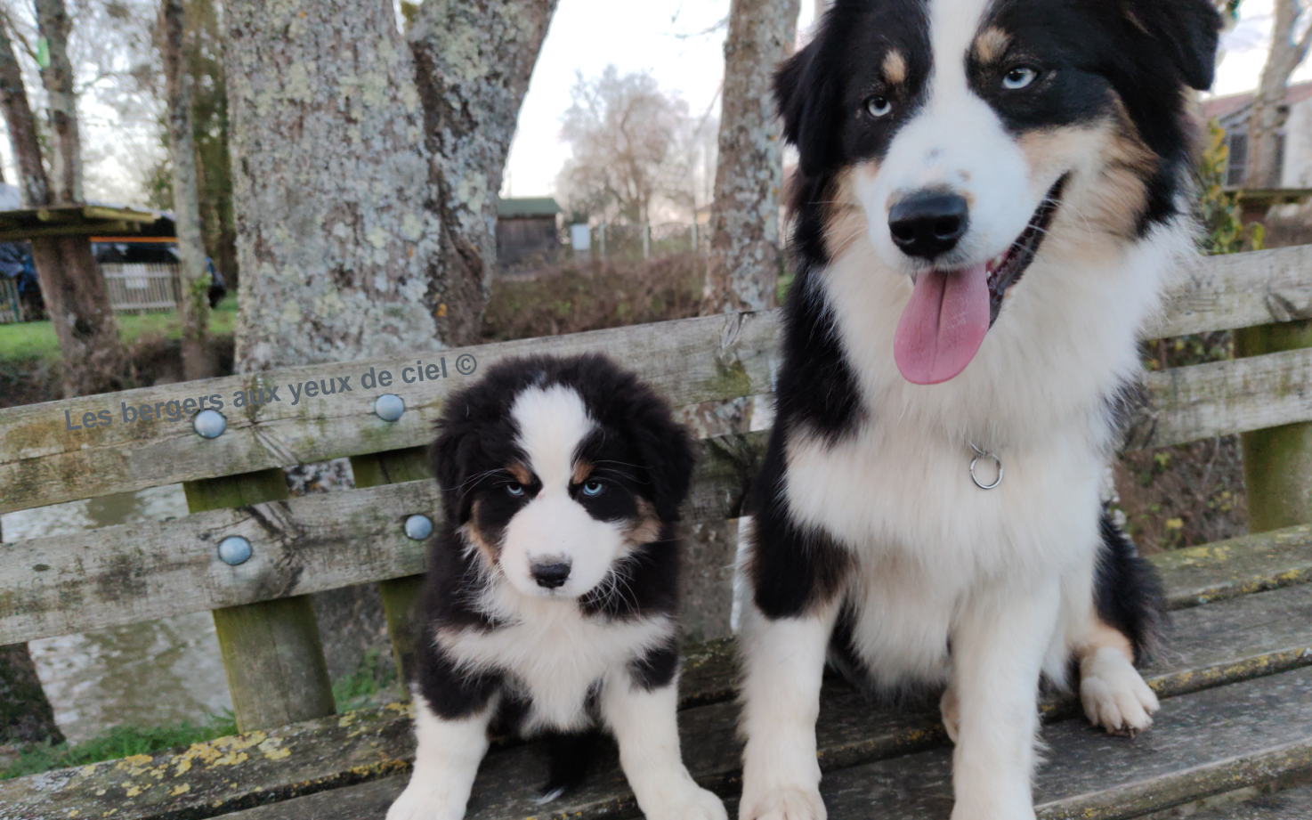 Femelle chiot berger australien noir tricolore aux yeux bleus