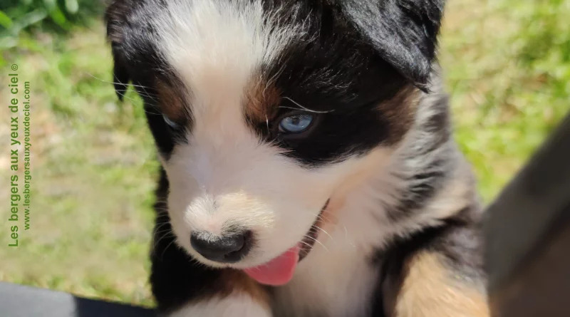 Rimbaud des bergers aux yeux de ciel, chiot berger australien tricolore aux yeux bleus
