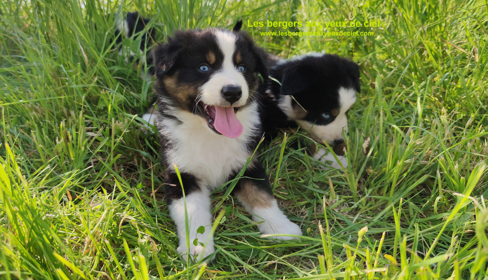 Rimbaud des bergers aux yeux de ciel, chiot berger australien noir tricolore aux yeux bleus