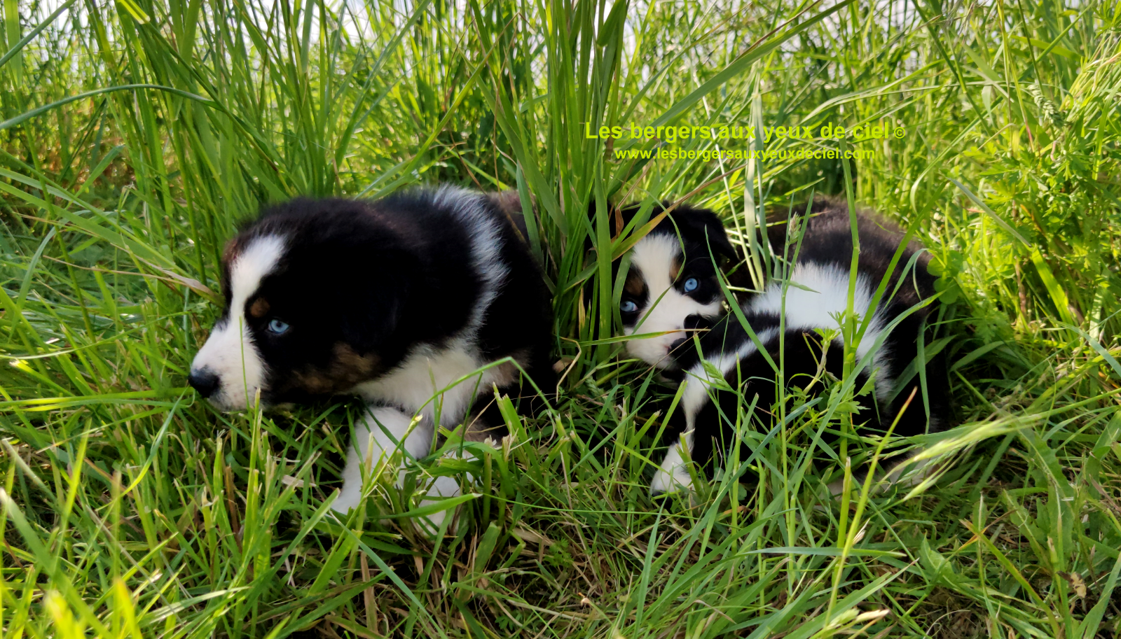 Rimbaud des bergers aux yeux de ciel, chiot berger australien noir tricolore aux yeux bleus