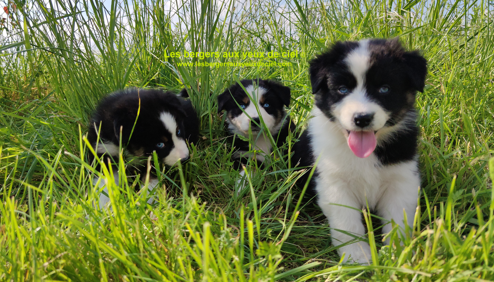 Rimbaud des bergers aux yeux de ciel, chiot berger australien noir tricolore aux yeux bleus
