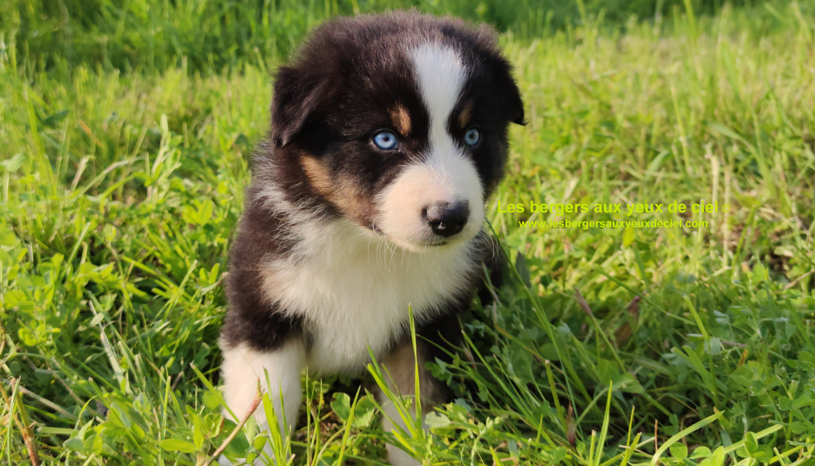 Rimbaud des bergers aux yeux de ciel, chiot berger australien noir tricolore aux yeux bleus