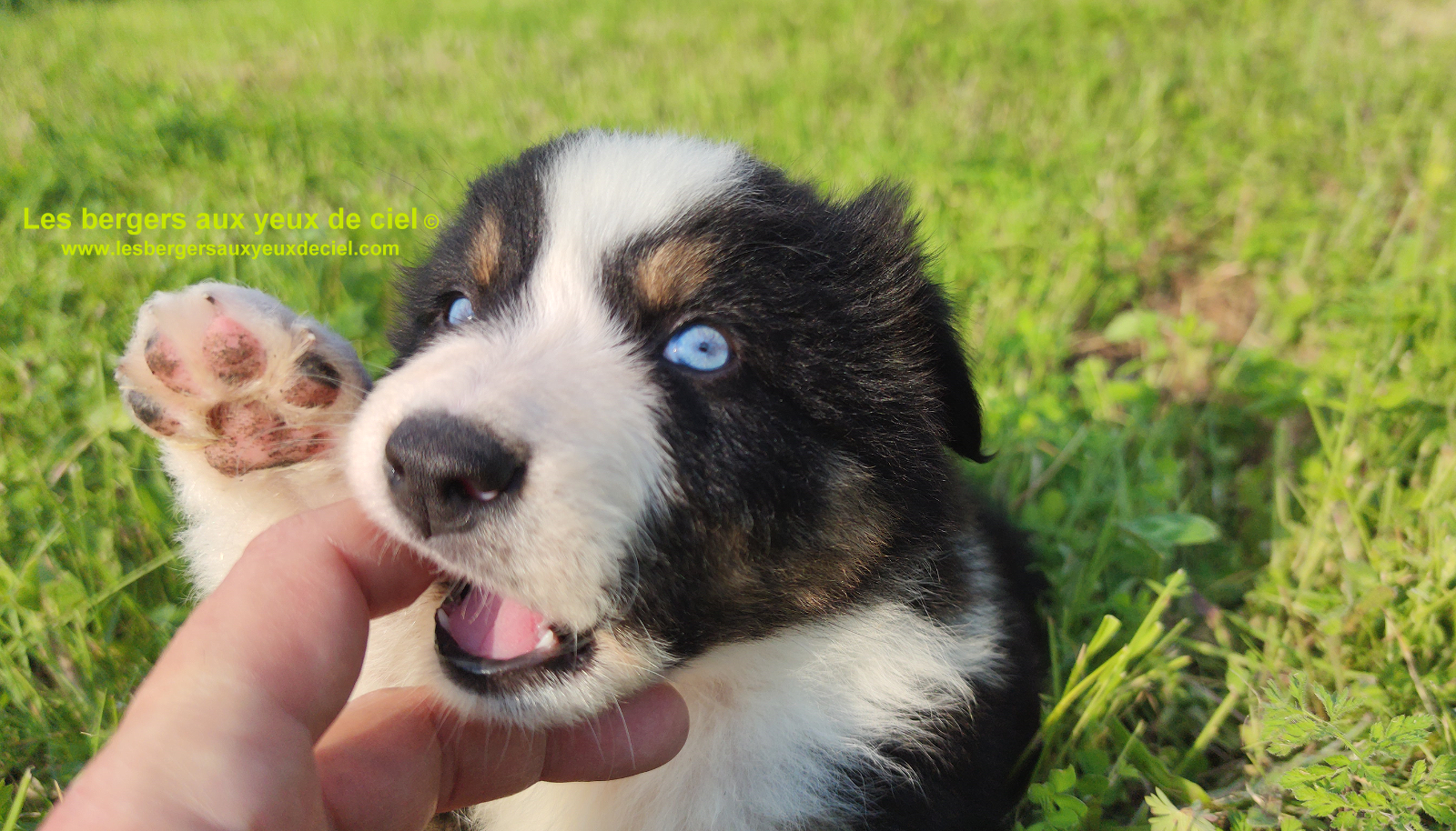 Rimbaud des bergers aux yeux de ciel, chiot berger australien noir tricolore aux yeux bleus