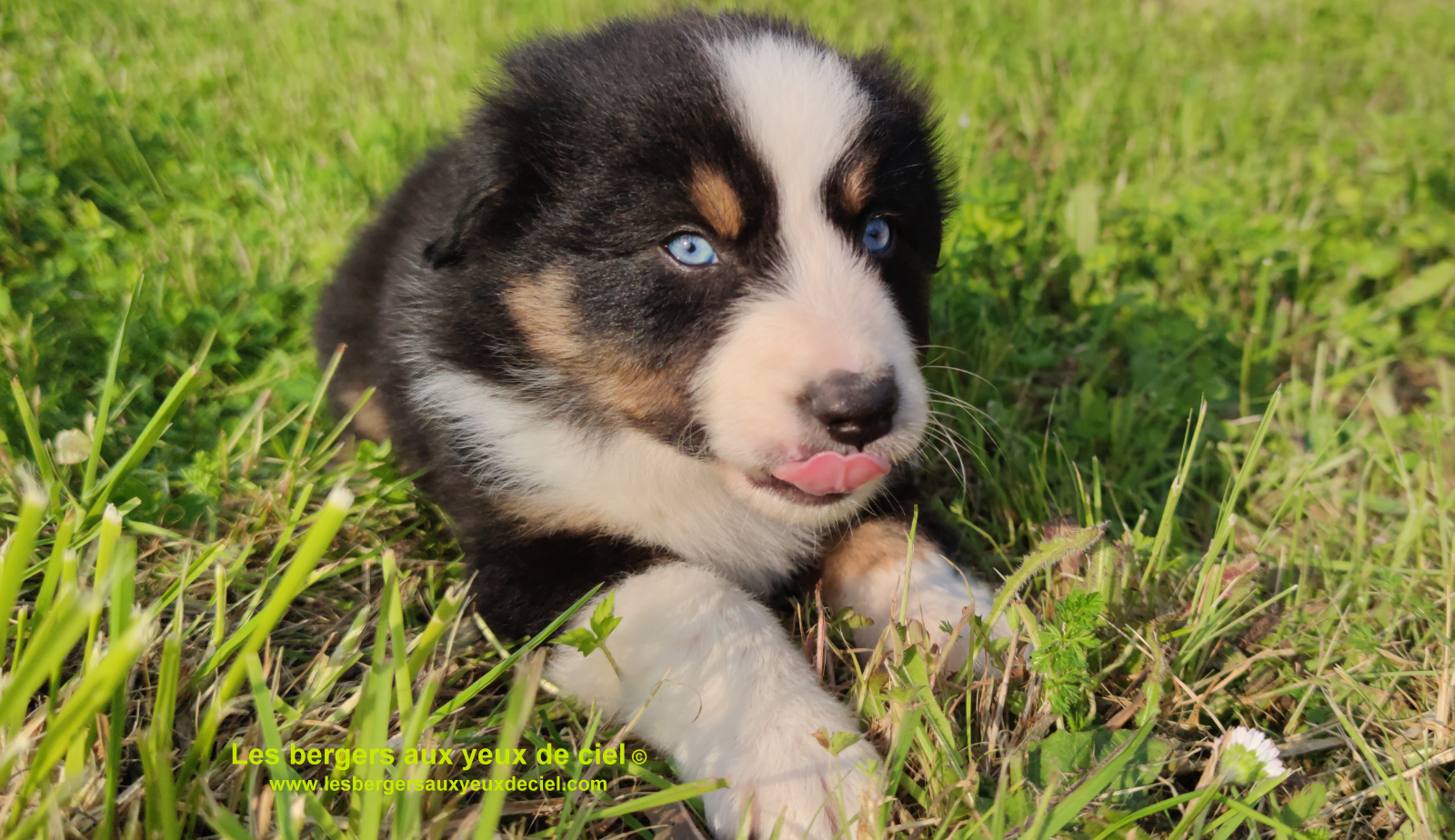 Rimbaud des bergers aux yeux de ciel, chiot berger australien noir tricolore aux yeux bleus