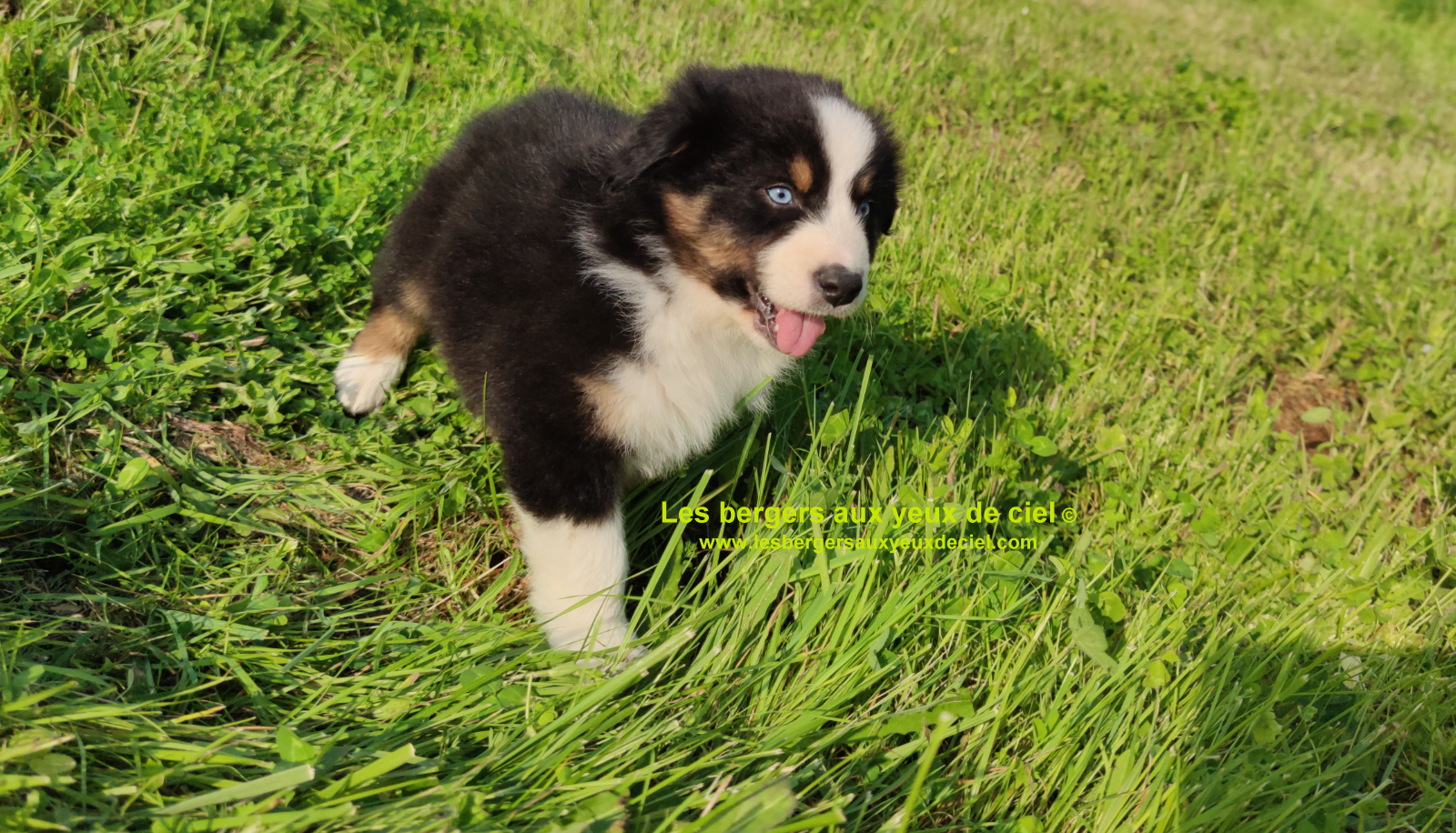 Rimbaud des bergers aux yeux de ciel, chiot berger australien noir tricolore aux yeux bleus