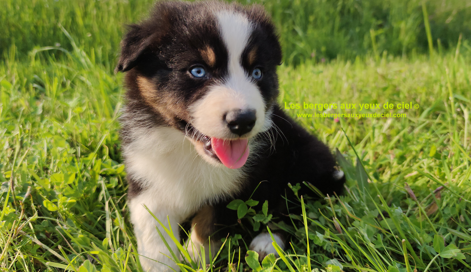 Rimbaud des bergers aux yeux de ciel, chiot berger australien noir tricolore aux yeux bleus