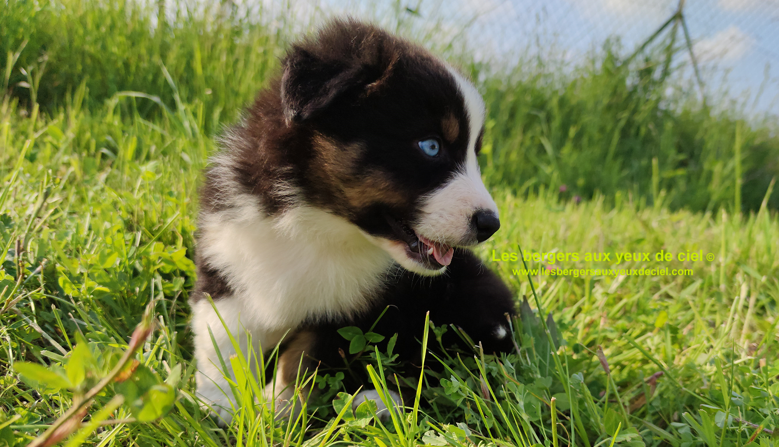 Rimbaud des bergers aux yeux de ciel, chiot berger australien noir tricolore aux yeux bleus