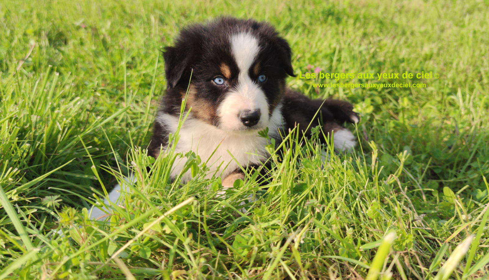 Rimbaud des bergers aux yeux de ciel, chiot berger australien noir tricolore aux yeux bleus