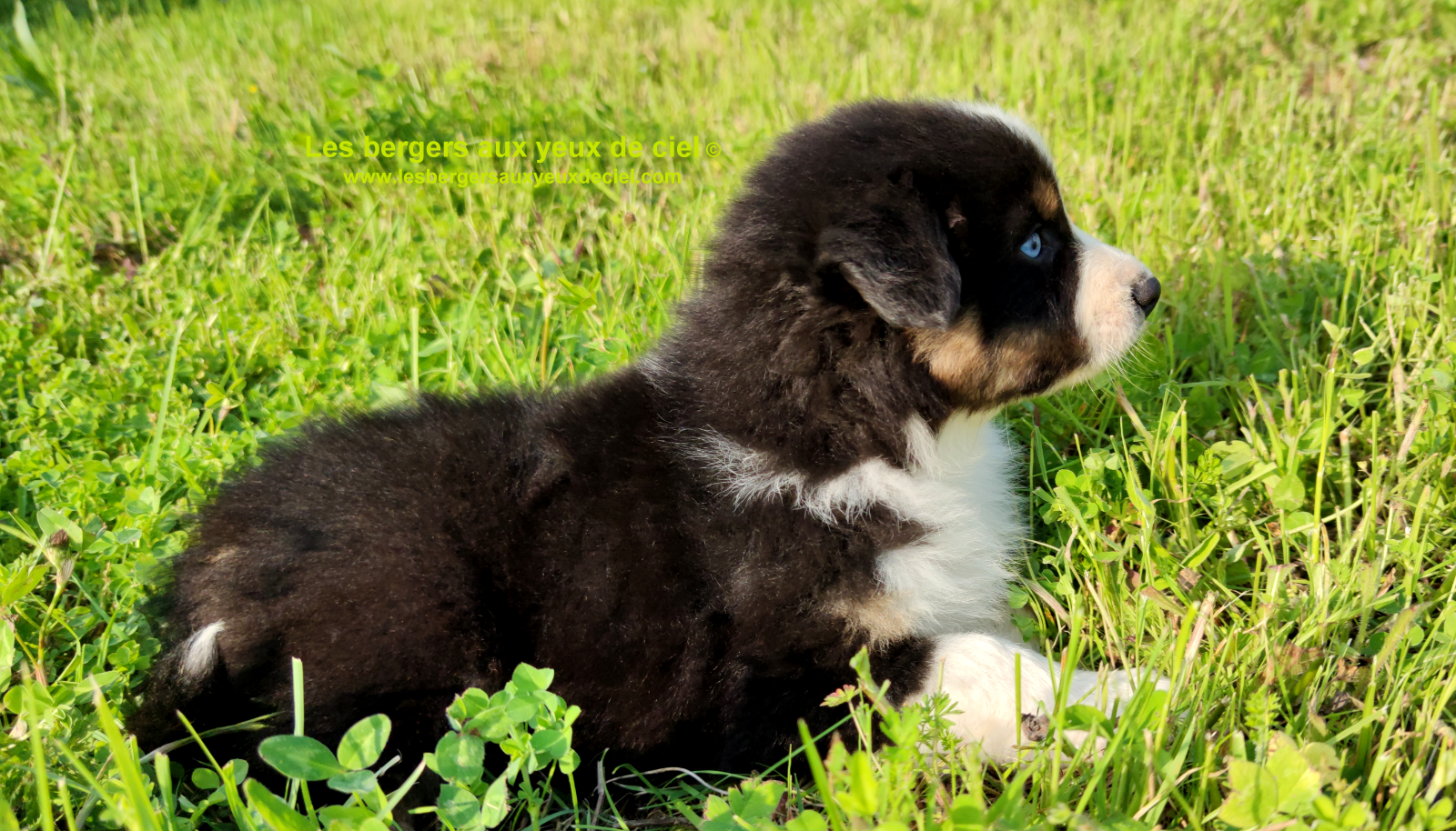 Rimbaud des bergers aux yeux de ciel, chiot berger australien noir tricolore aux yeux bleus